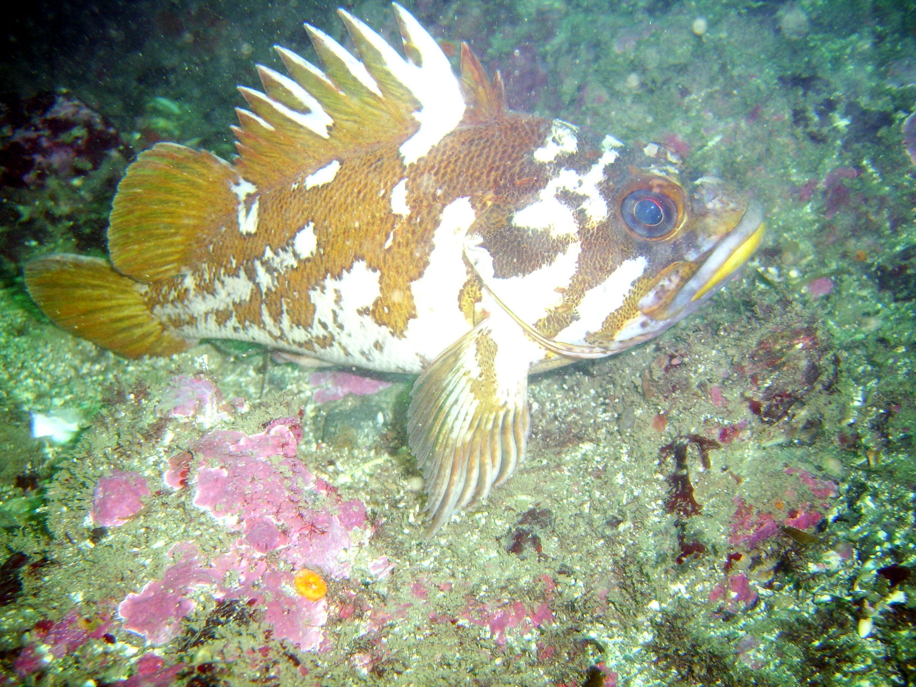Gopher Rock Fish