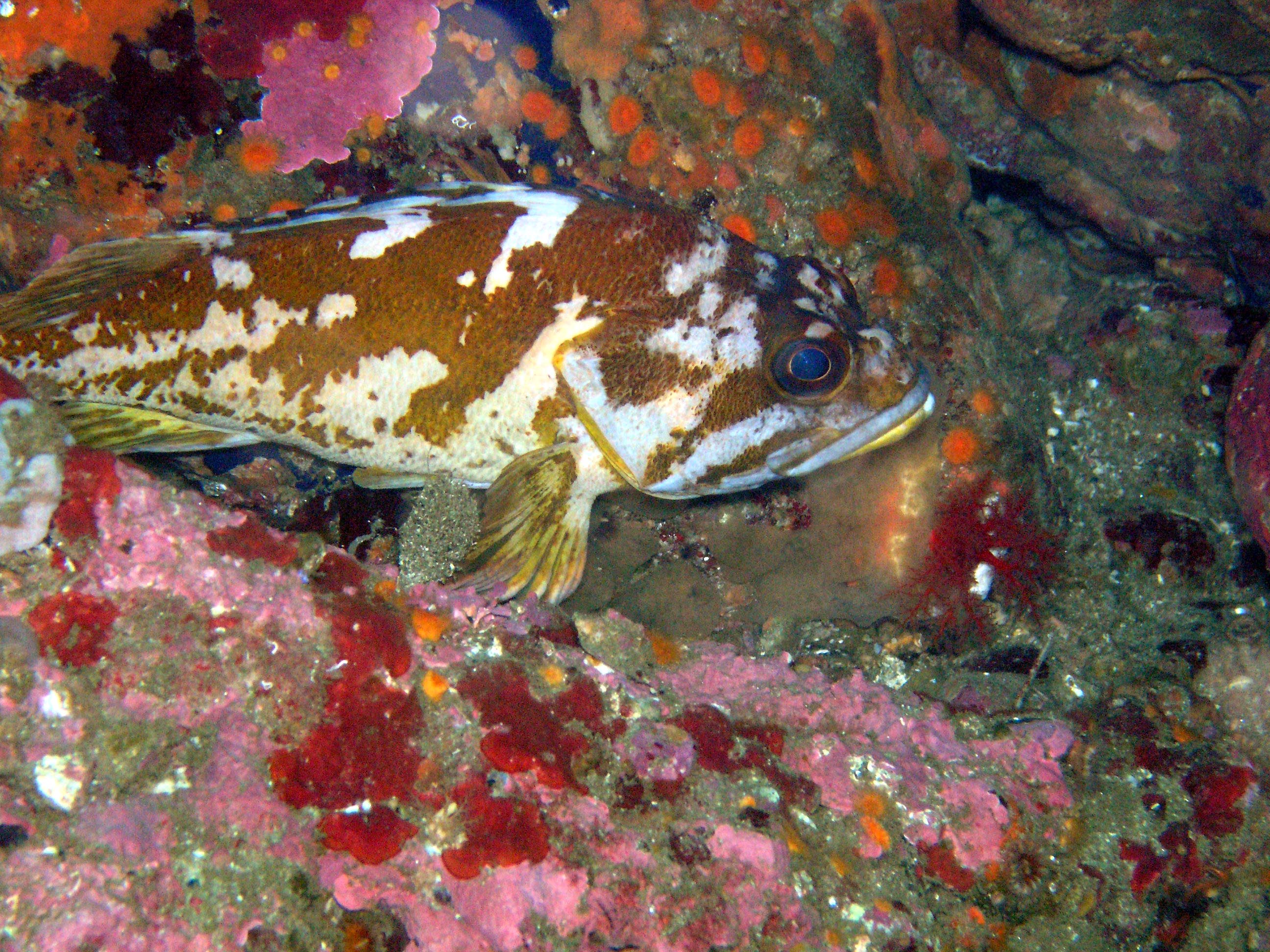 Gopher Rockfish