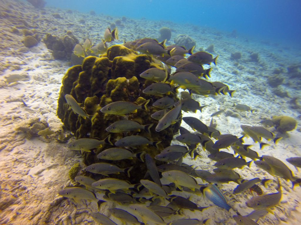 GOPR0166