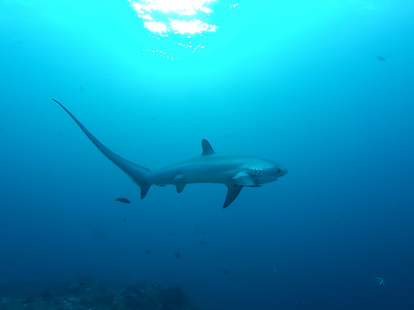 Gopro Photos