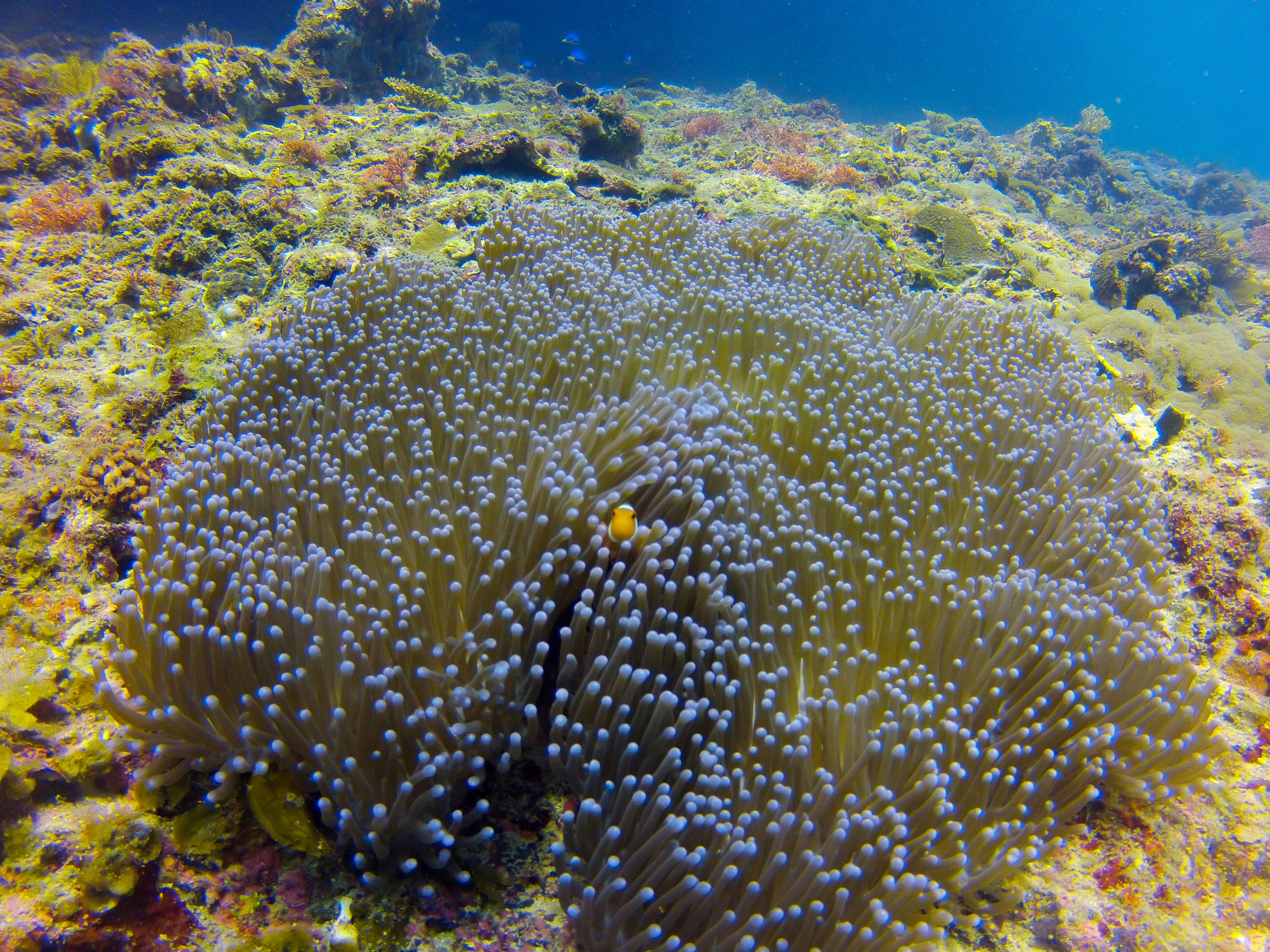 Gopro Photos