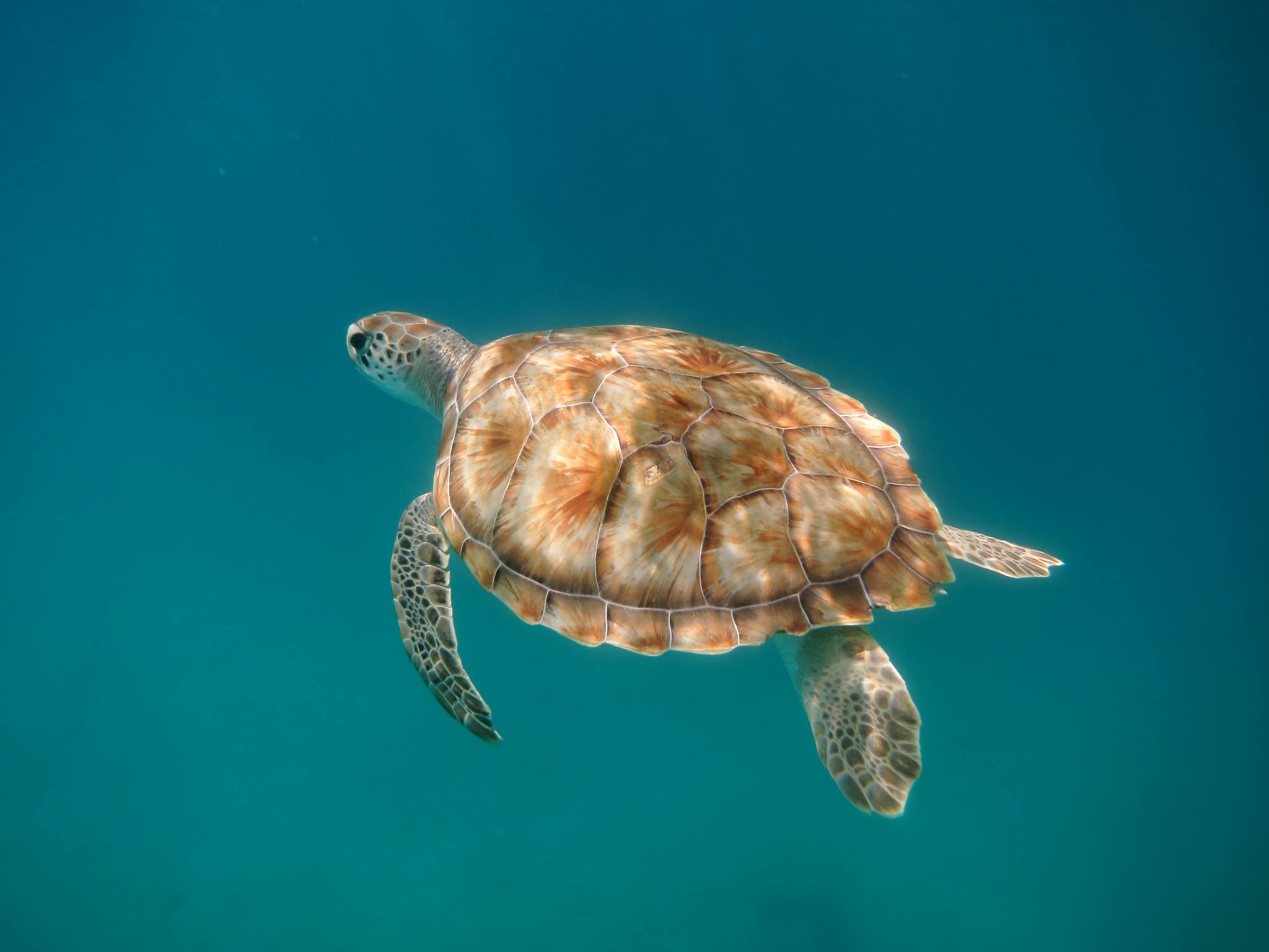 Gorgeous turtle