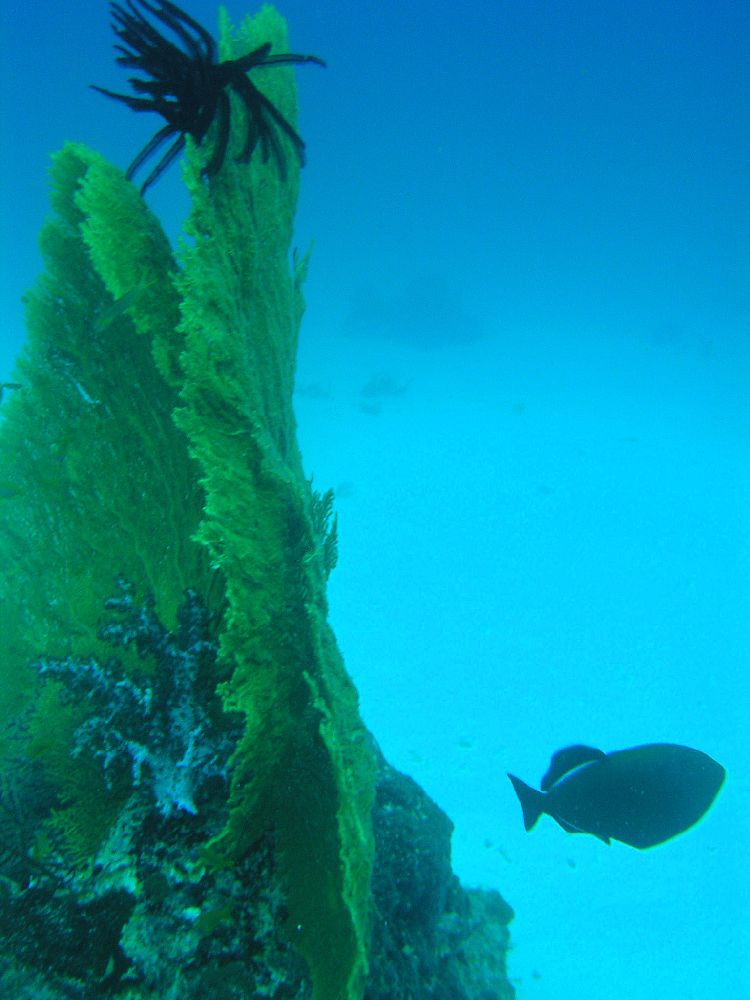 Gorgonian fan and triggerfish