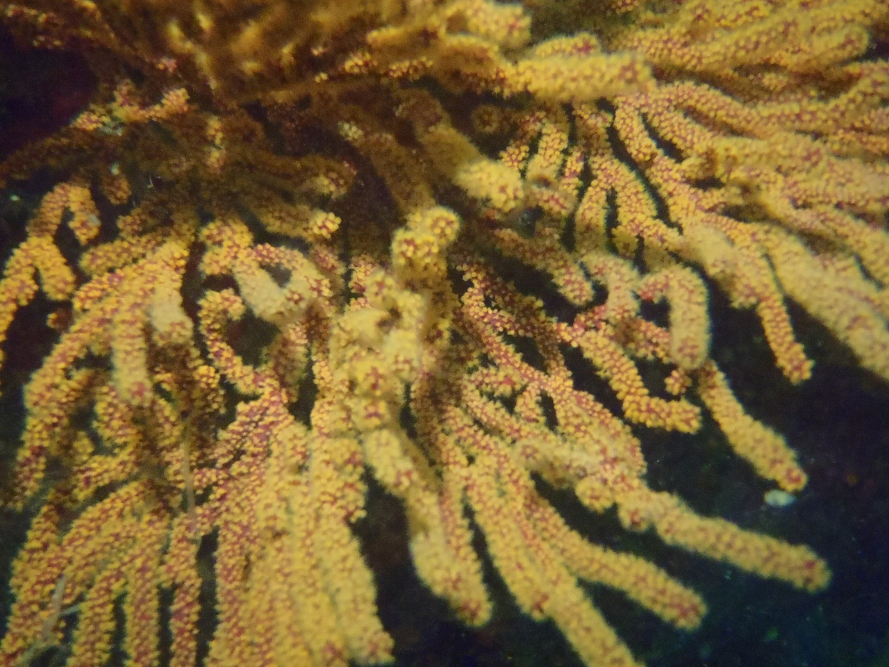 Gorgonian