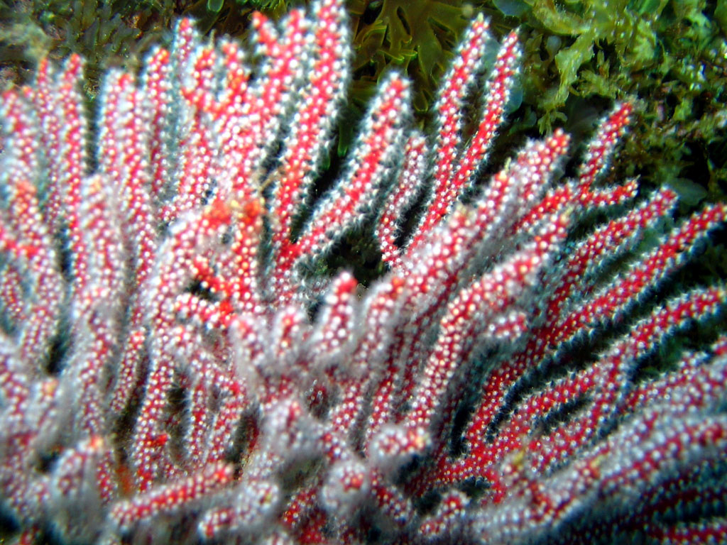 Gorgonian