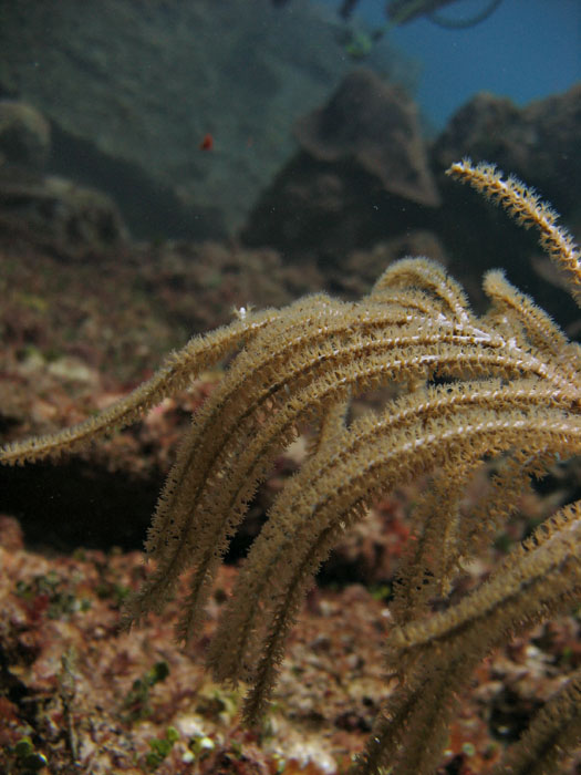 Gorgonian...