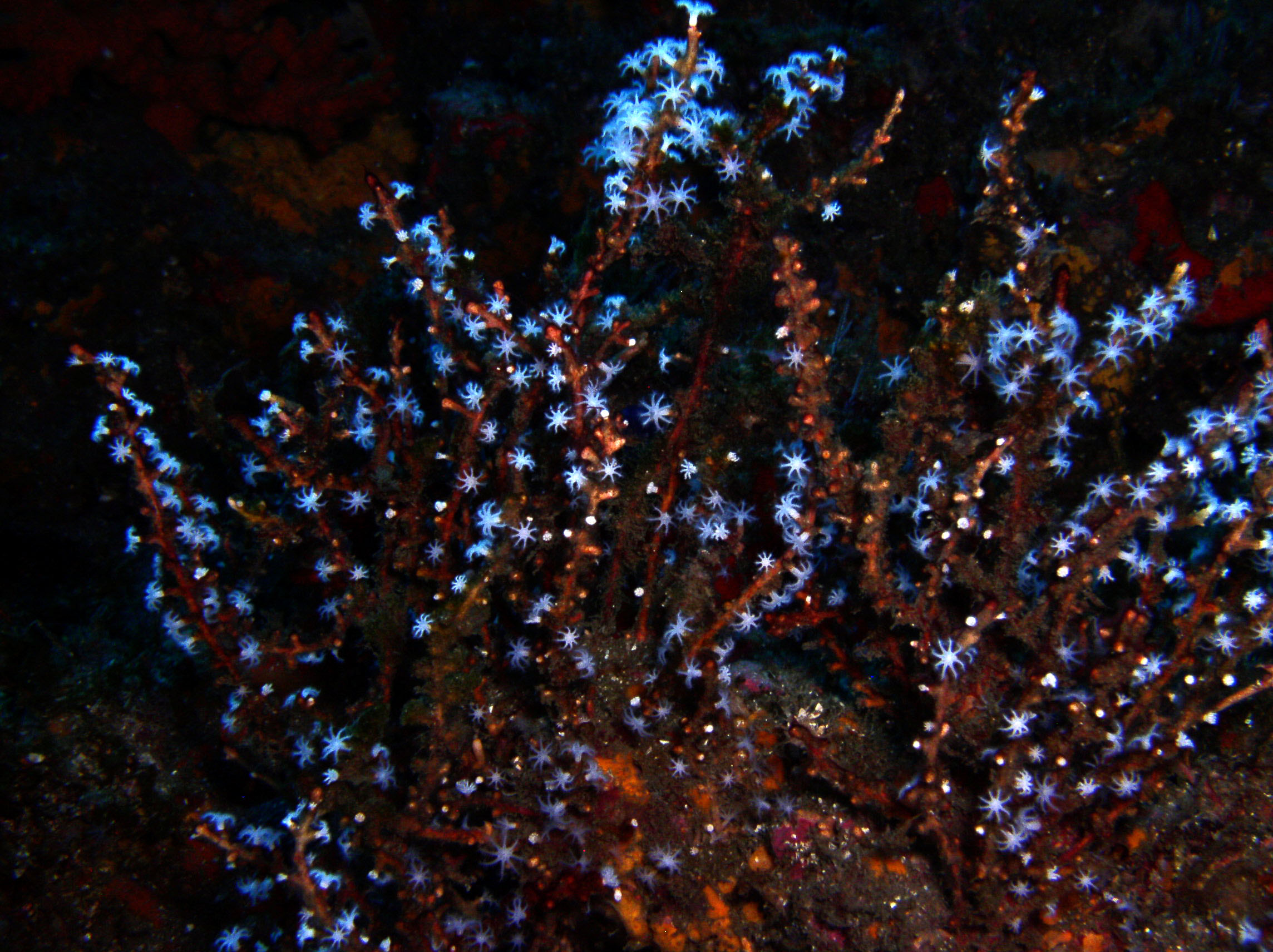 Gorgonian2