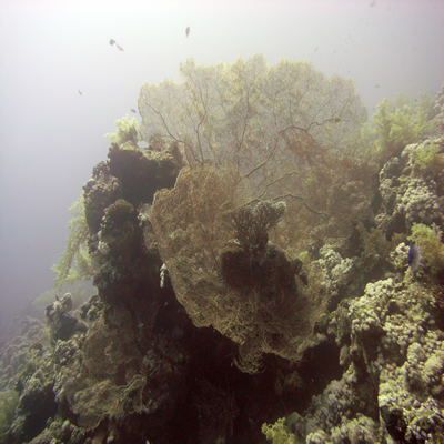 Gorgonian_sea_fans1