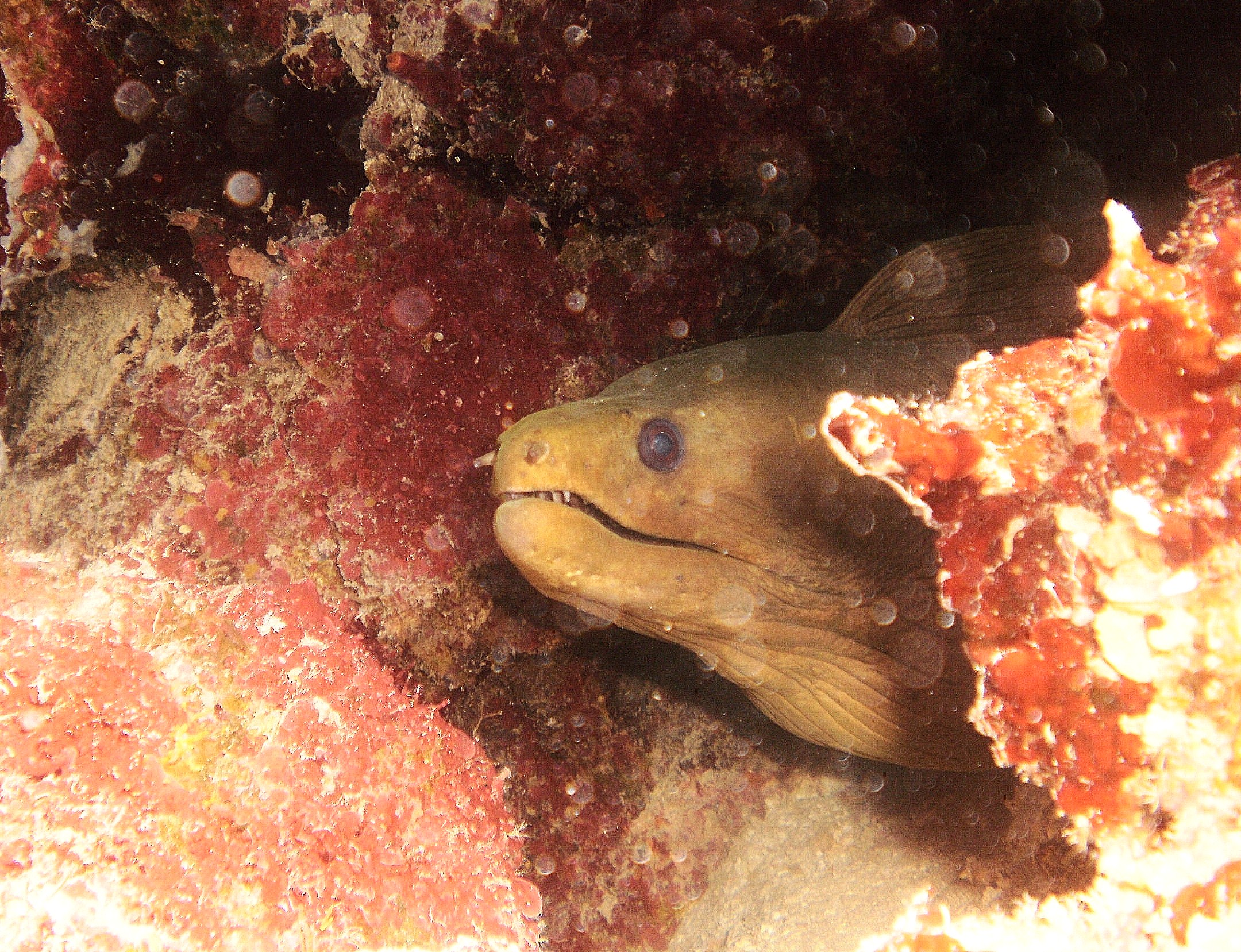 got mr. Moray to poke his head out for me