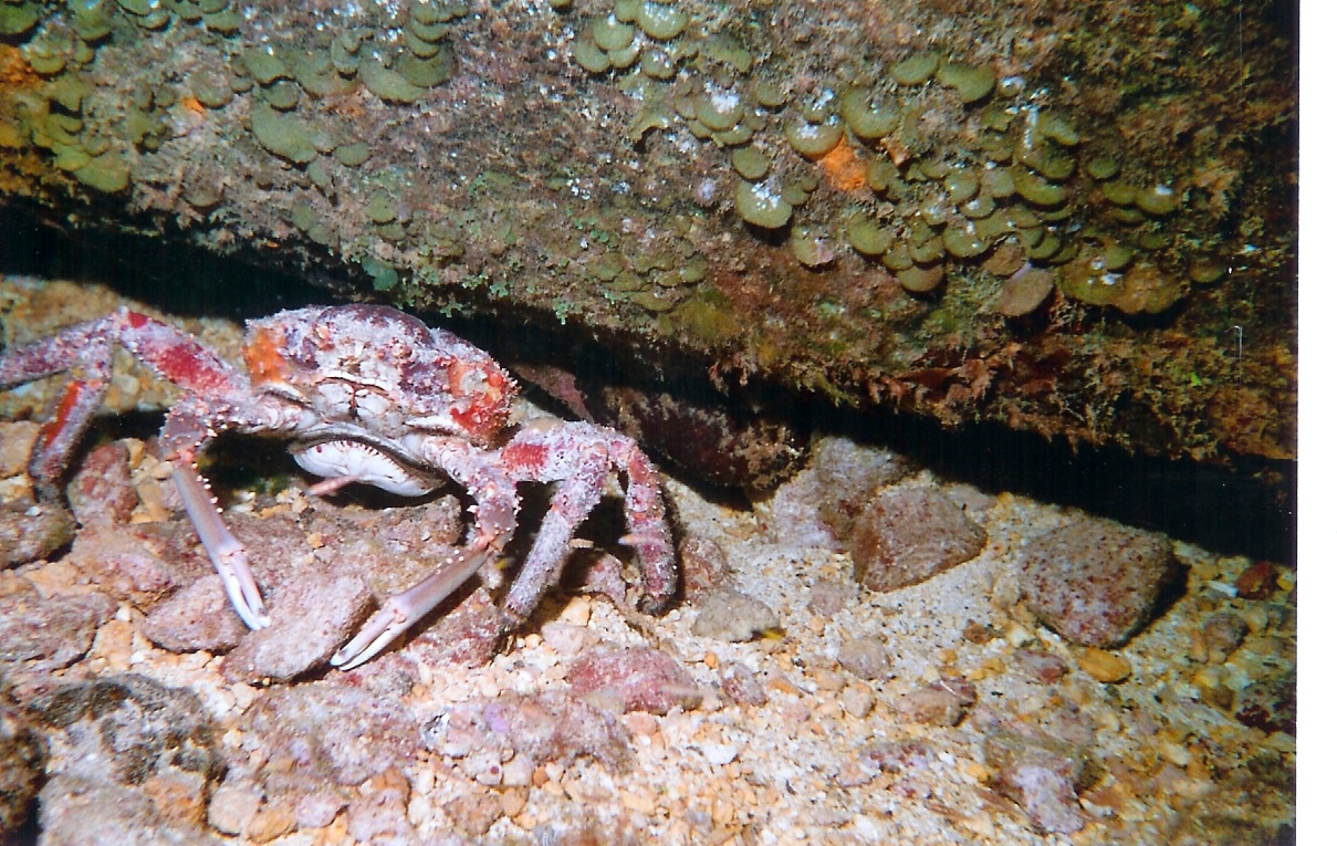 gotcrabs