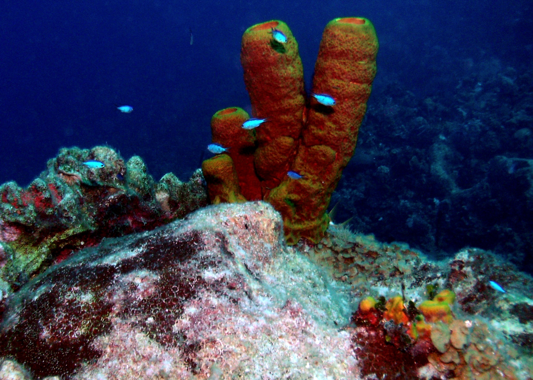 Grand Cayman coral and tube sponges