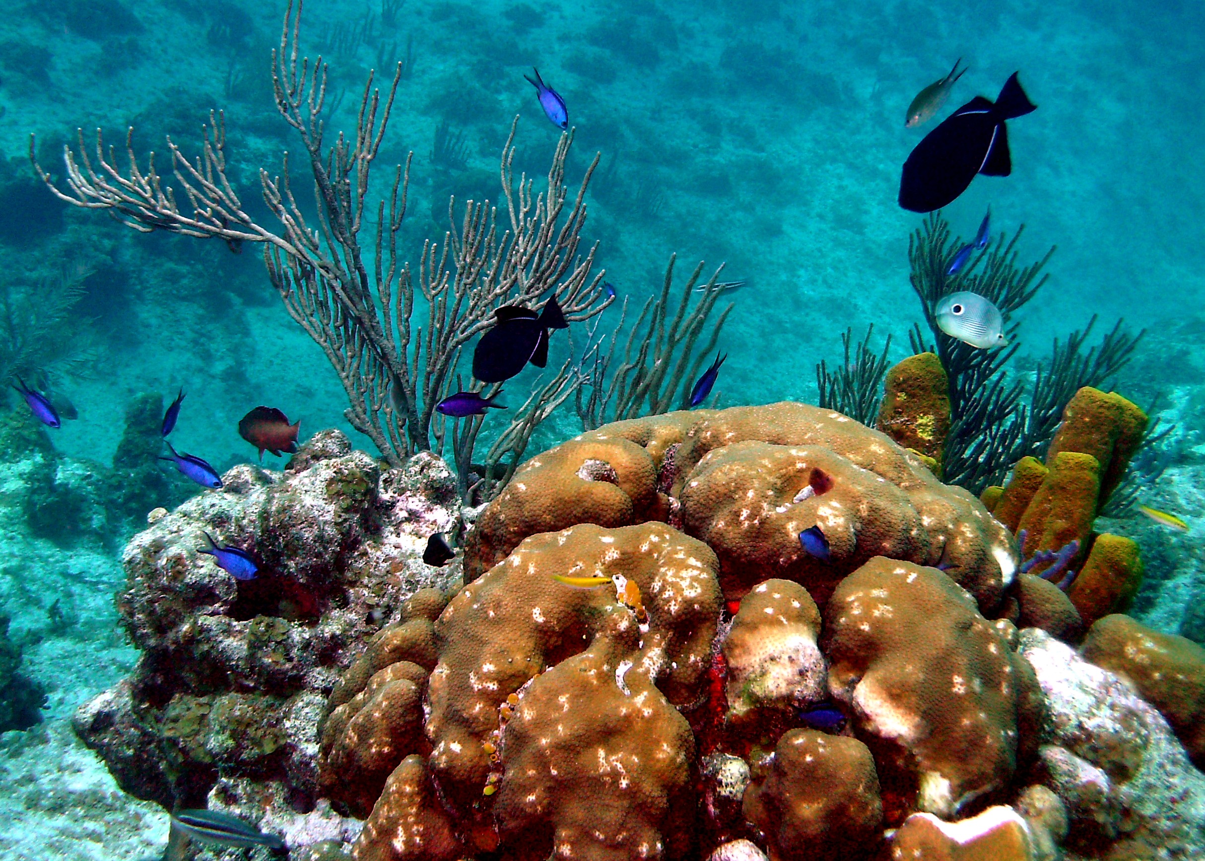 Grand Cayman coral