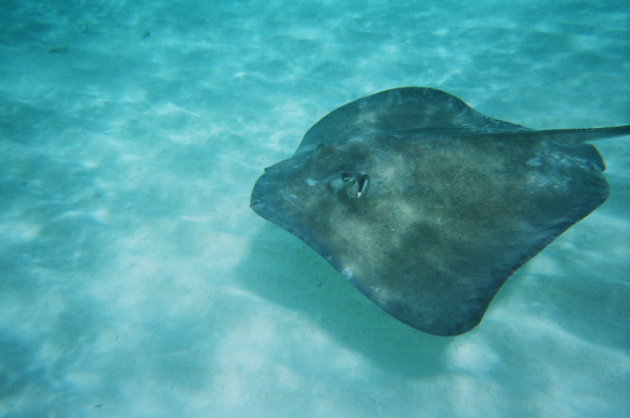 Grand Cayman Islands