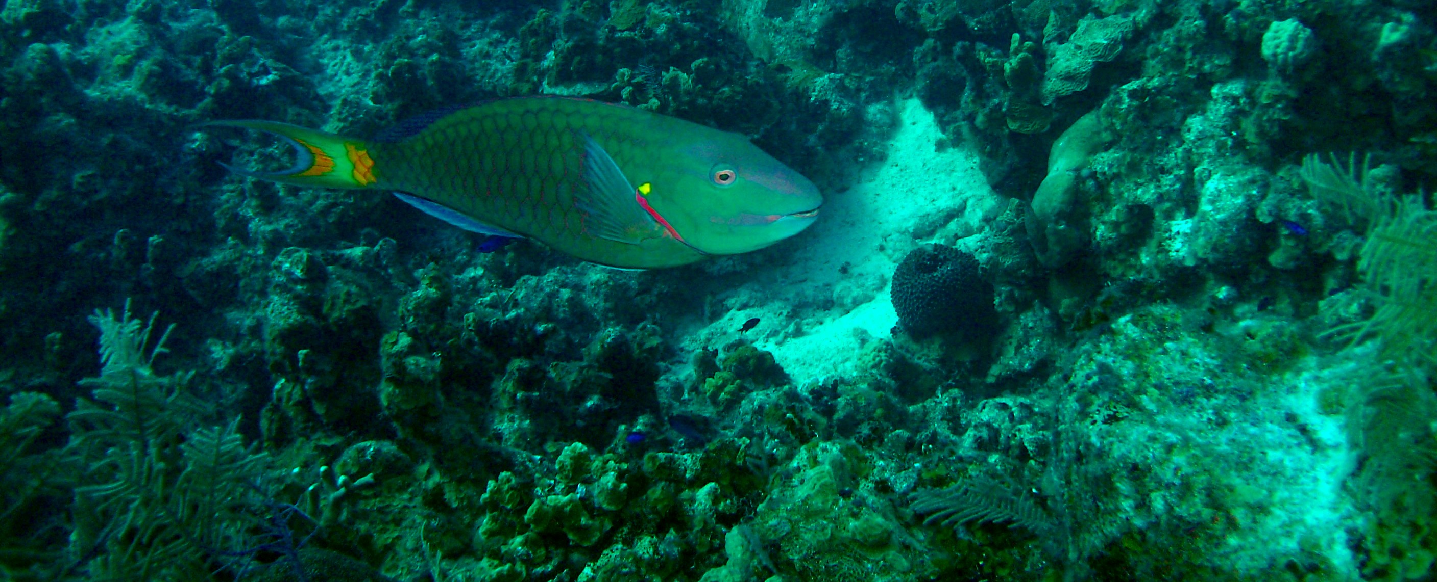 Grand Cayman Parrot fish