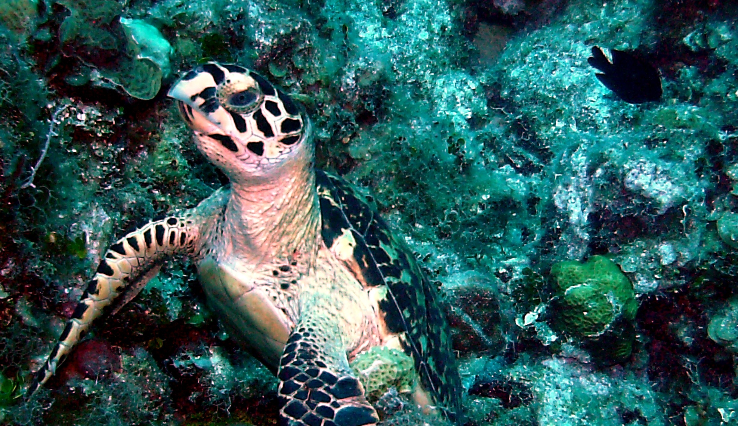 Grand Cayman Sea Turtle