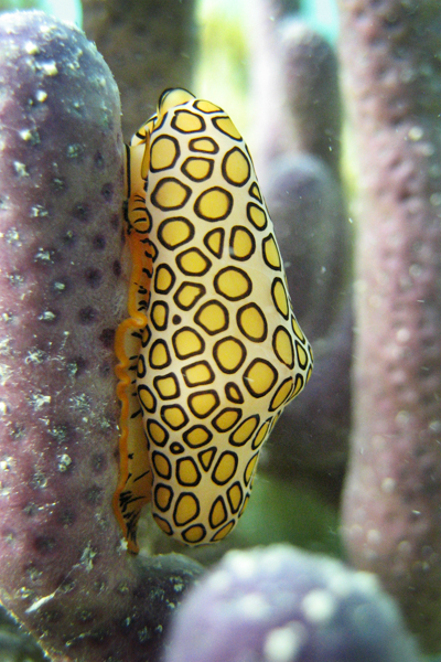 Grand Cayman snorkeling