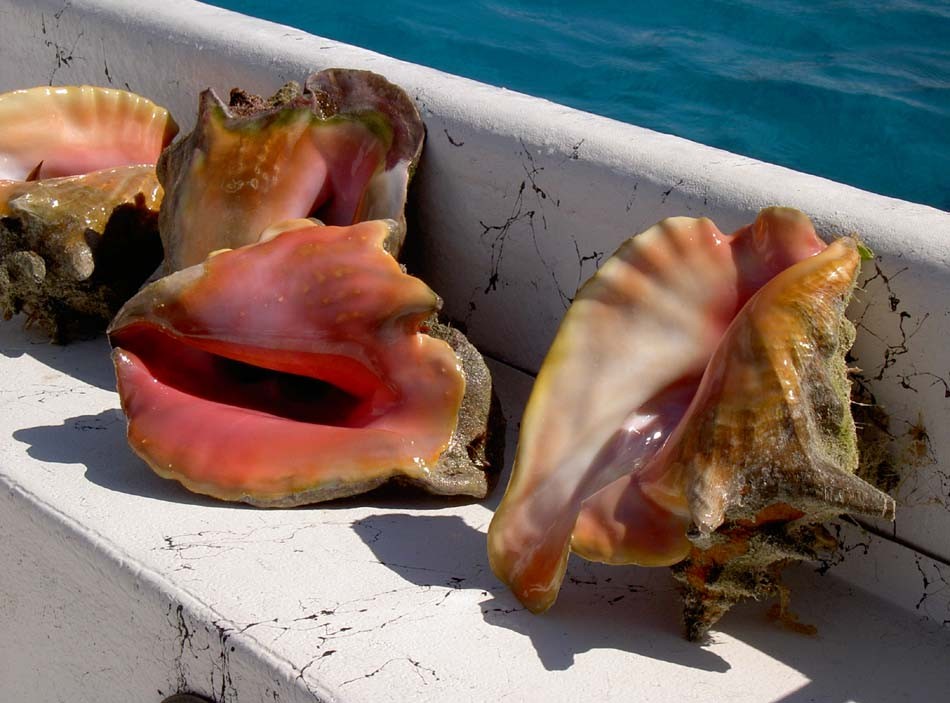 Grand Turk conch hunt