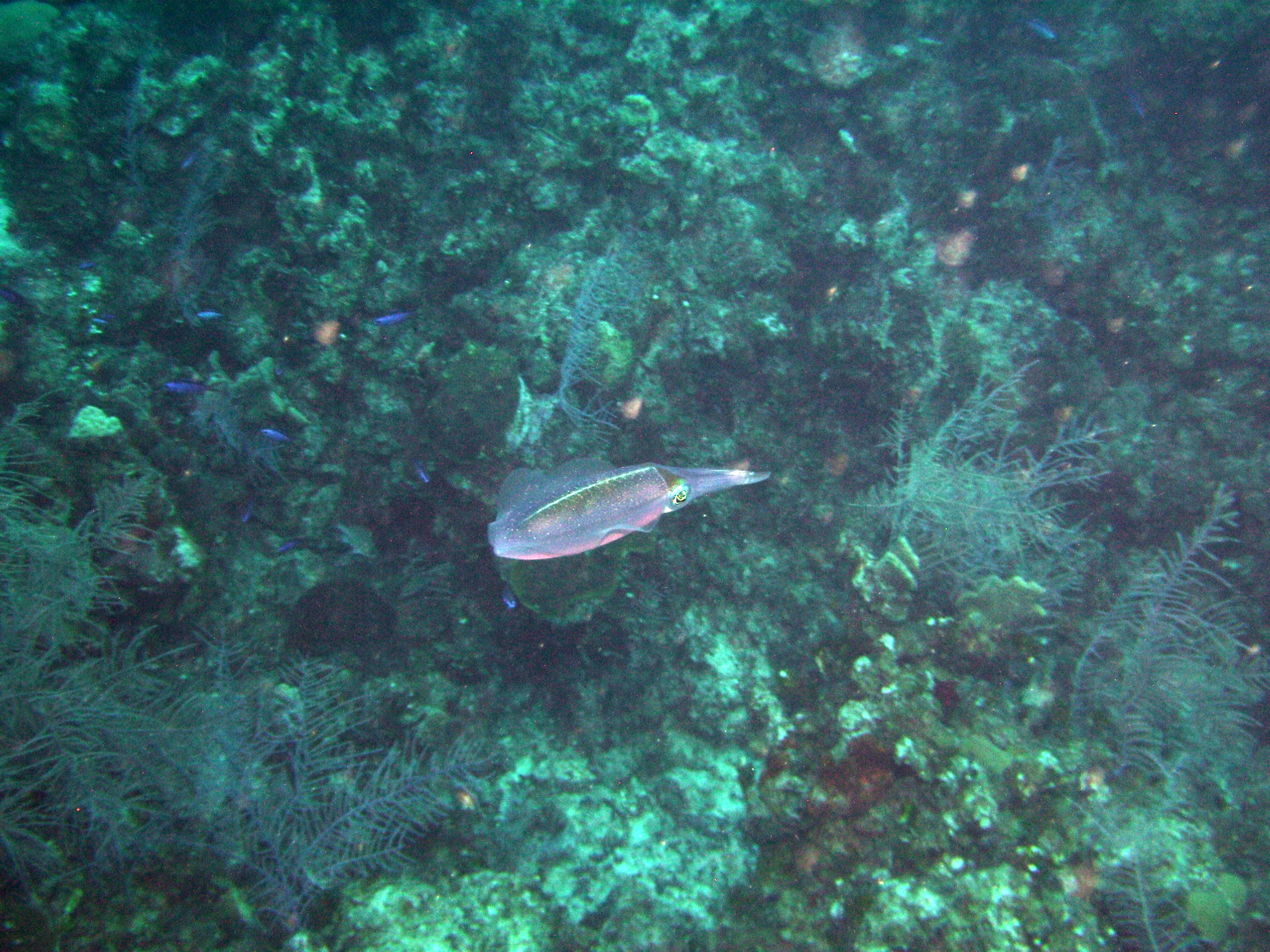 Grand_Cayman_8_2009_051