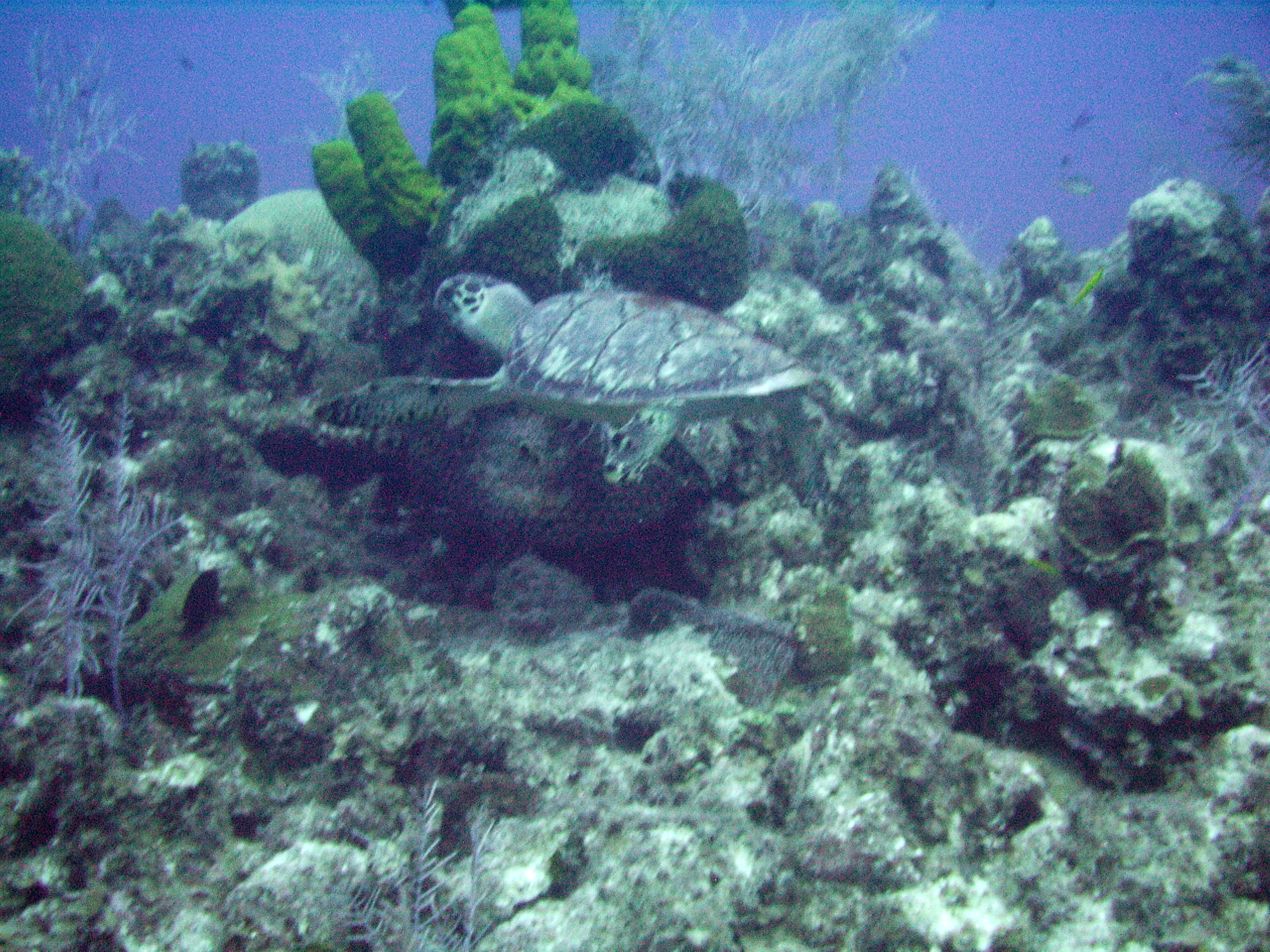 Grand_Cayman_8_2009_153