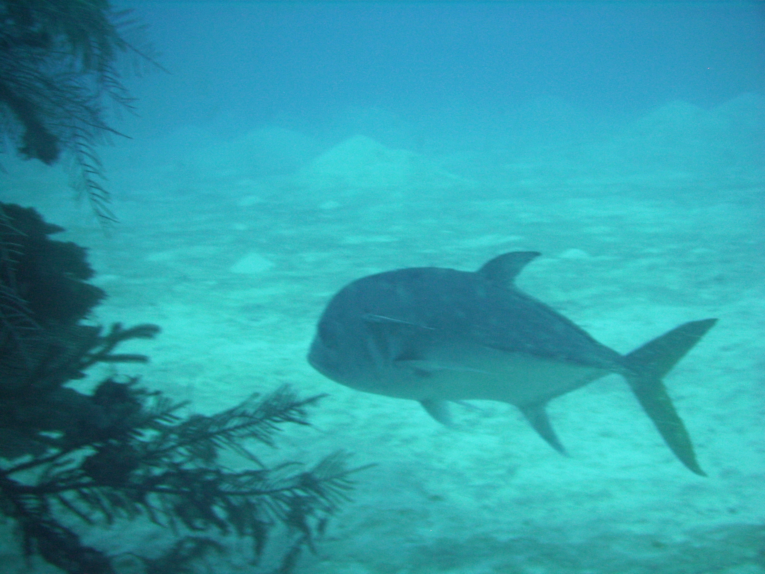 Grand_Cayman_8_2009_195