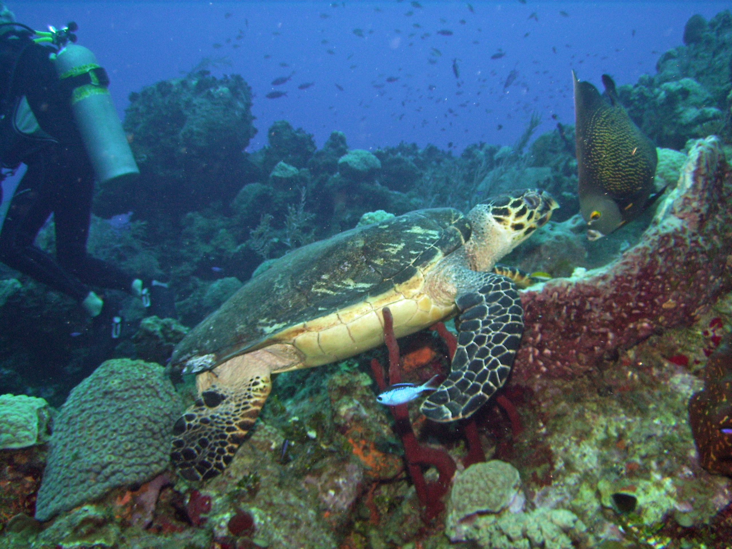 Grand_Cayman_8_2009_248