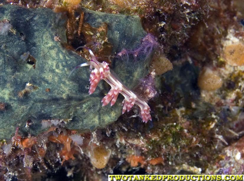 Grape Cluster Nudibranch Bligh Water Fiji 07