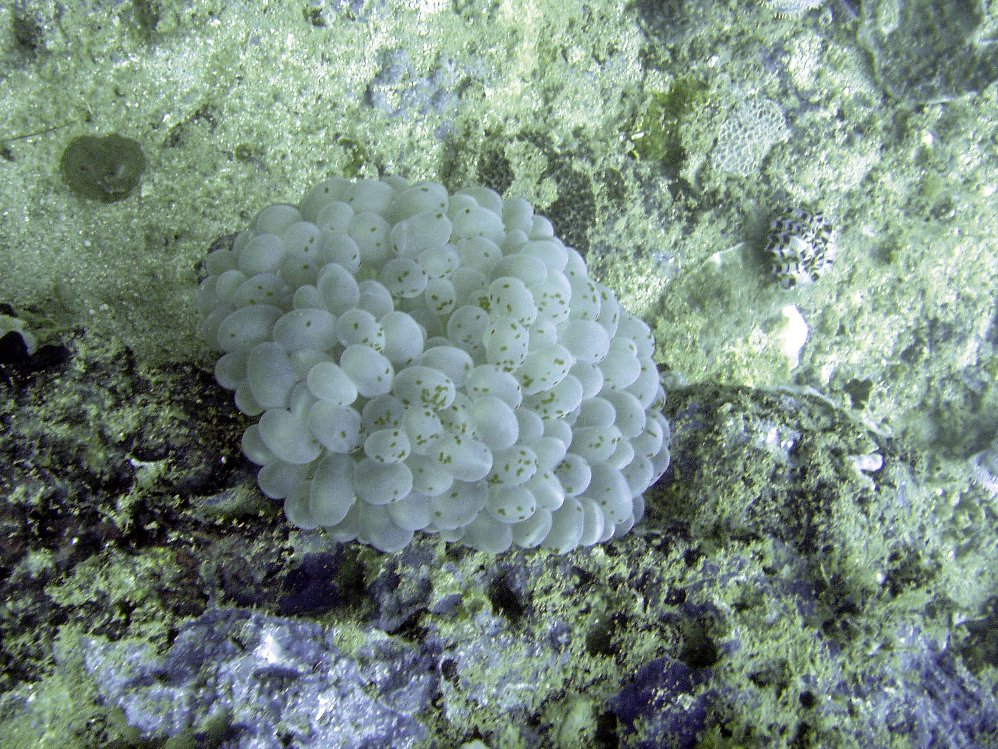 Grape Coral
