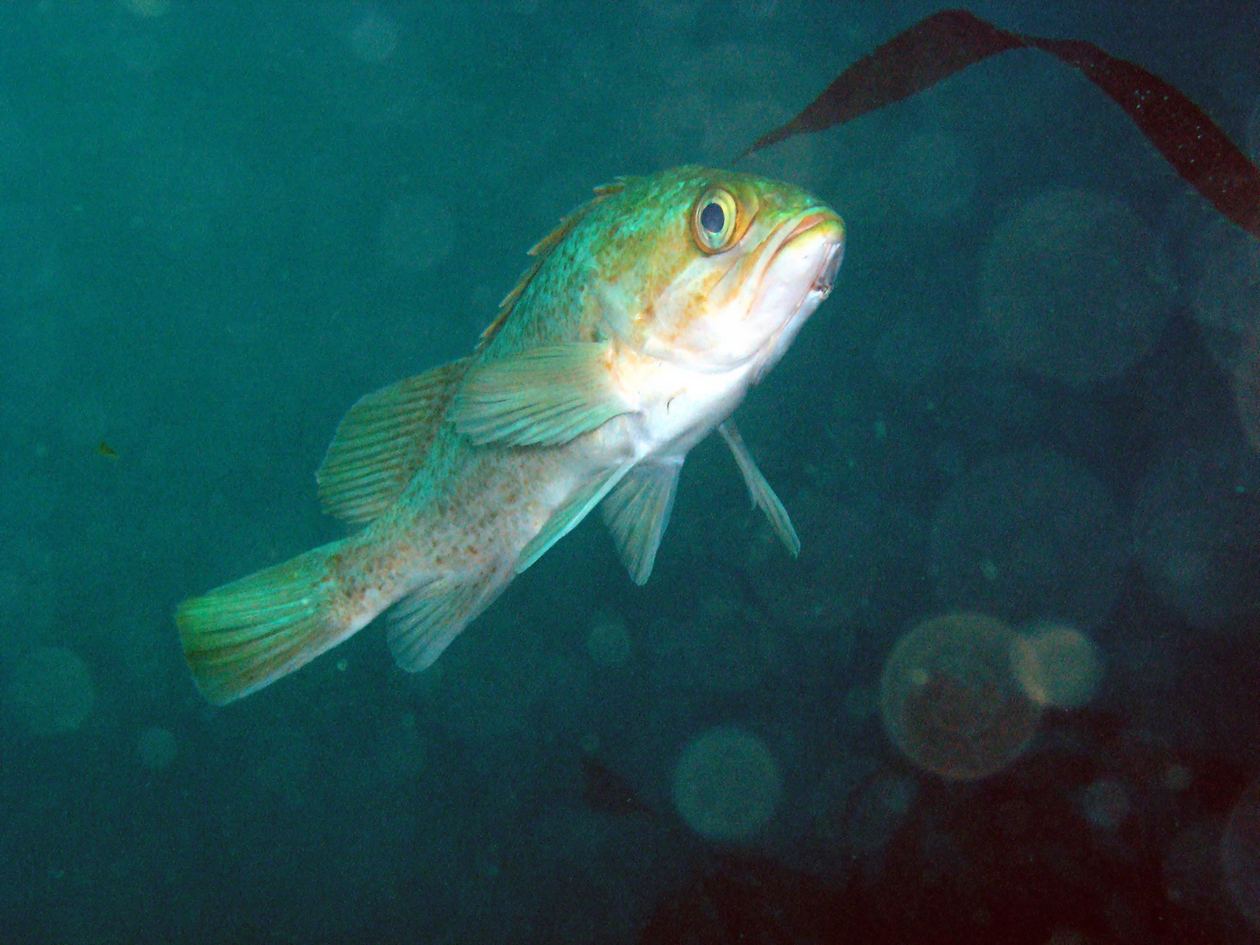 Grass Rockfish