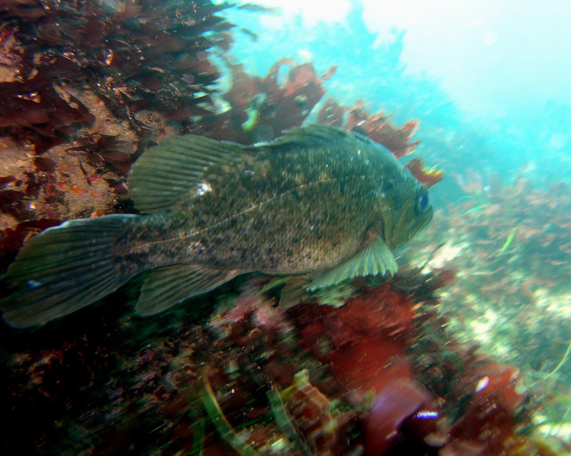 Grass Rockfish