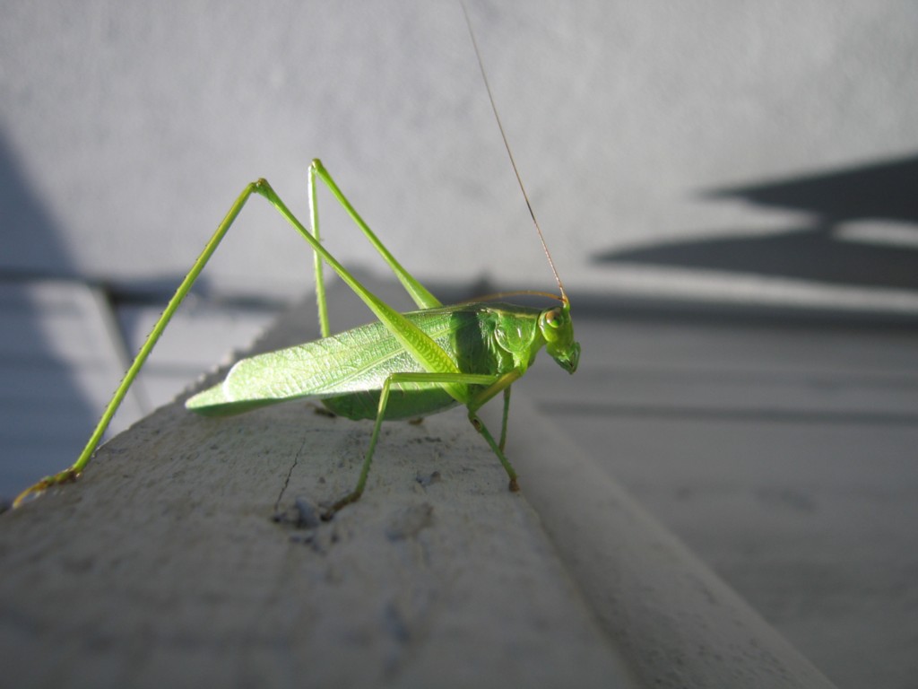 Grasshopper 2