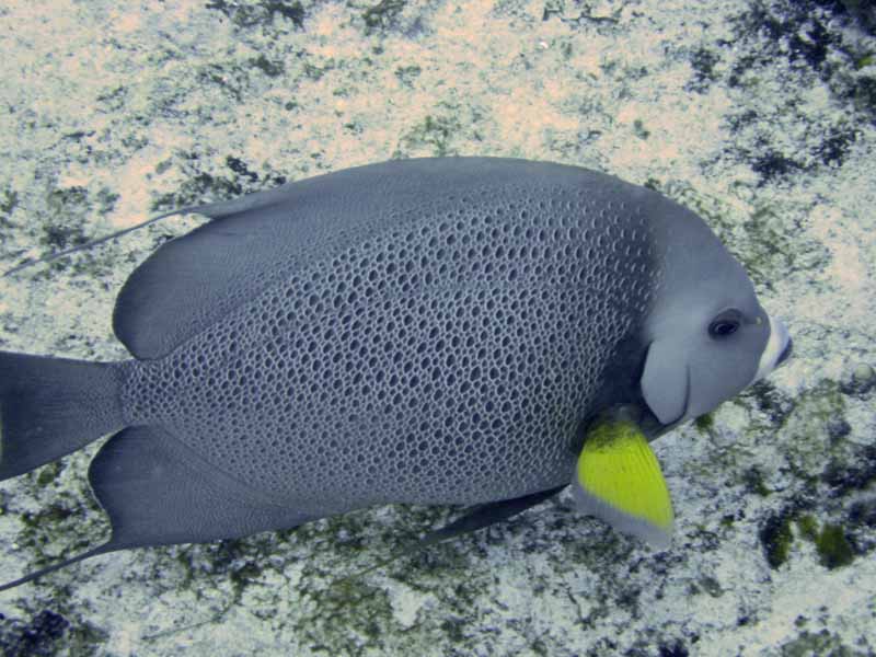 Gray Angel - Chankanaab Shallows - 02-24-09