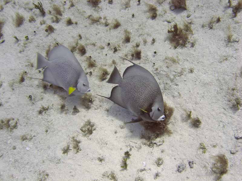 Gray Angelfish Pair - Paradise - 02-27-09