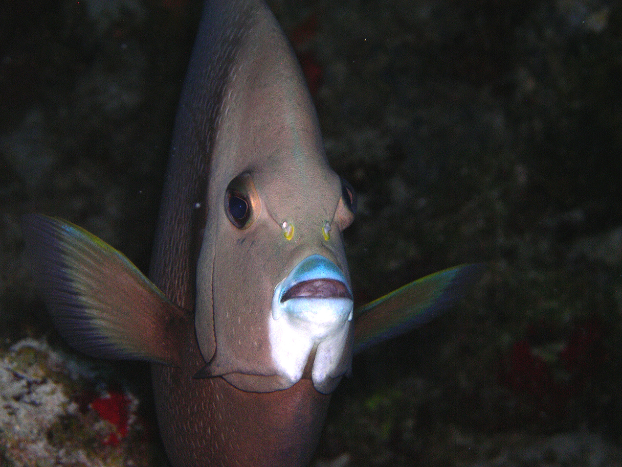 Gray Angelfish portrait