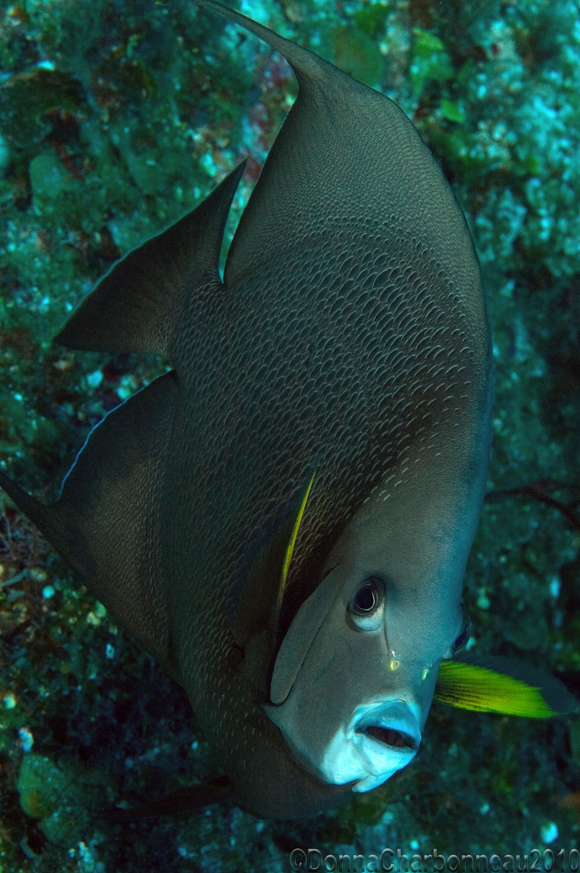 Gray Angelfish