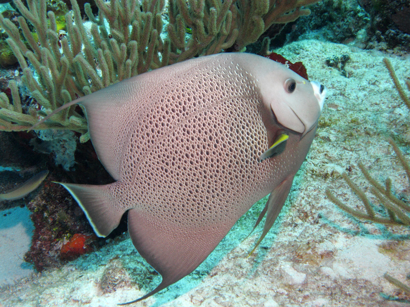 Gray Angelfish