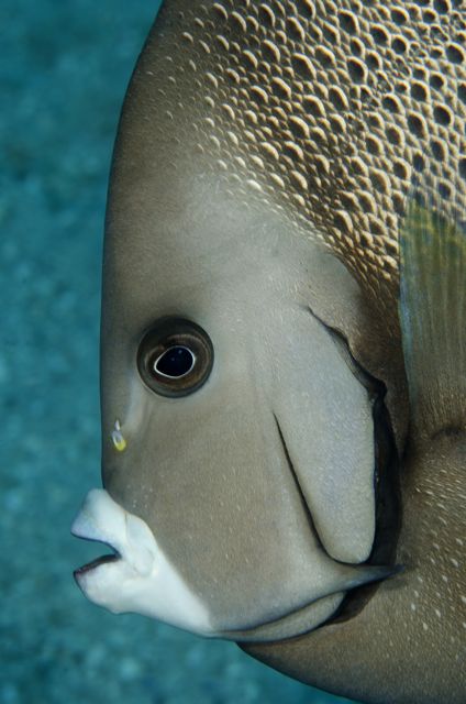 Gray Angelfish