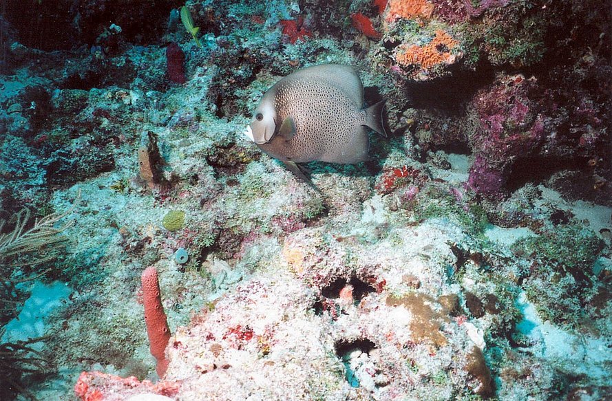 Gray Angelfish