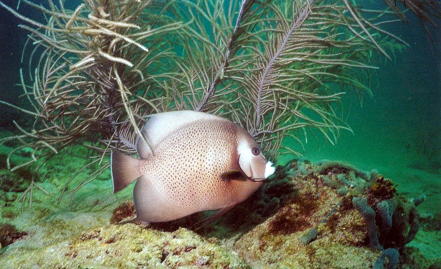 Gray Angelfish