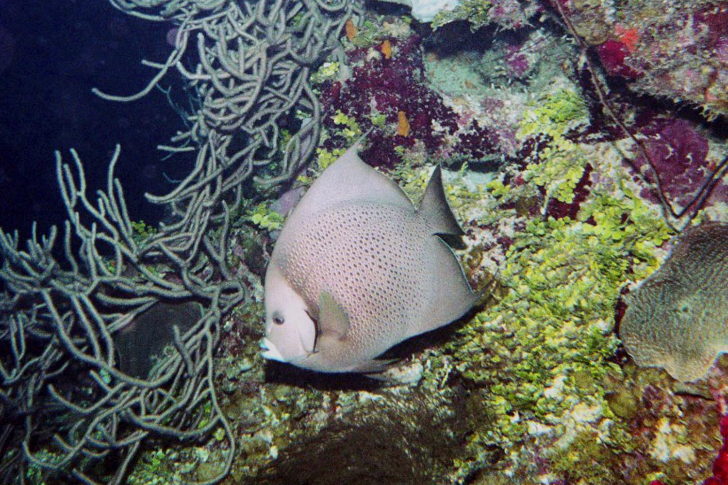 Gray Angelfish