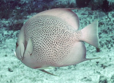 Gray Angelfish