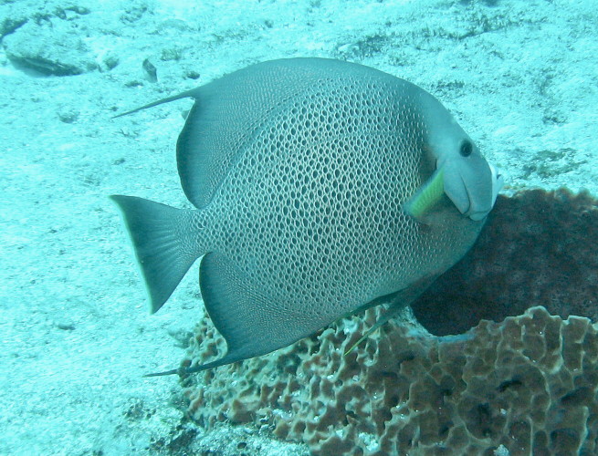 Gray Angelfish