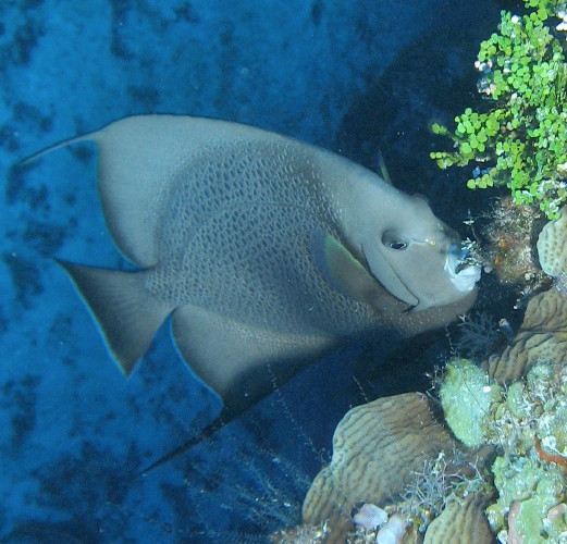 Gray Angelfish