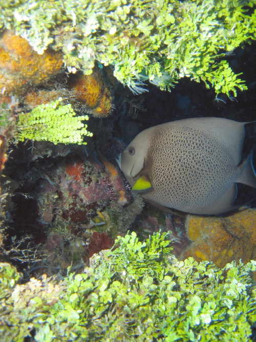 Gray Angelfish