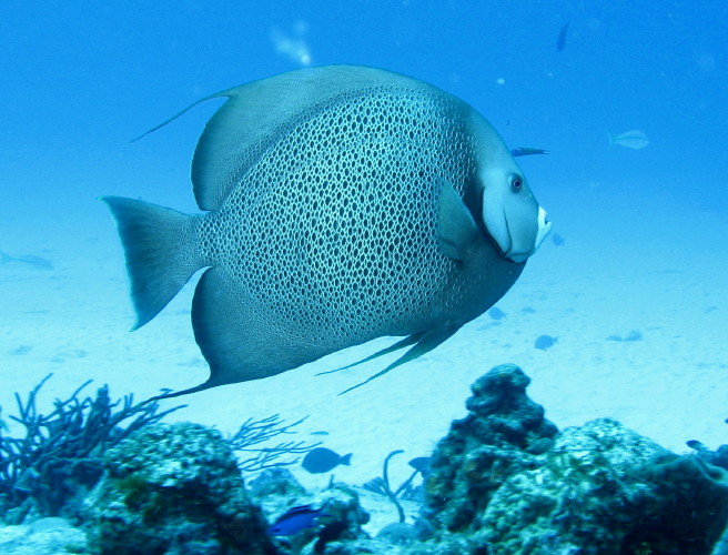 Gray Angelfish