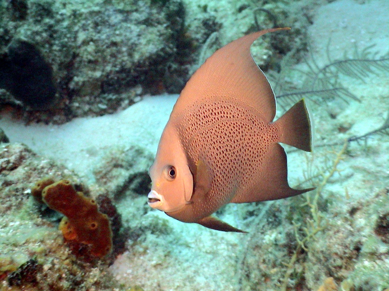 Gray Poma Angel in Belize