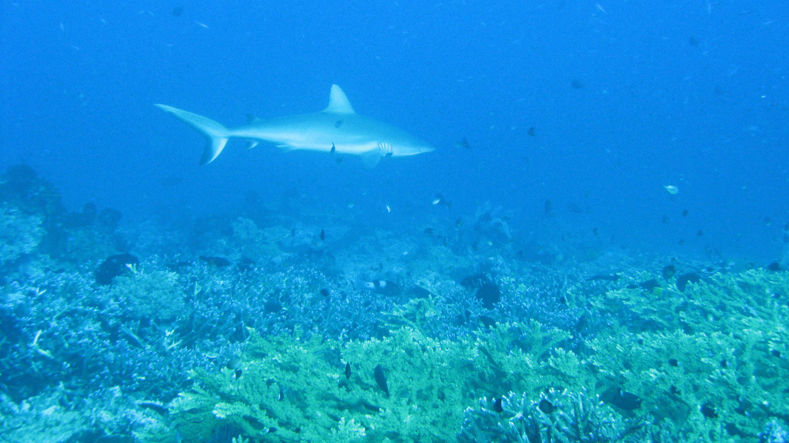 Gray reef shark (By Nun)