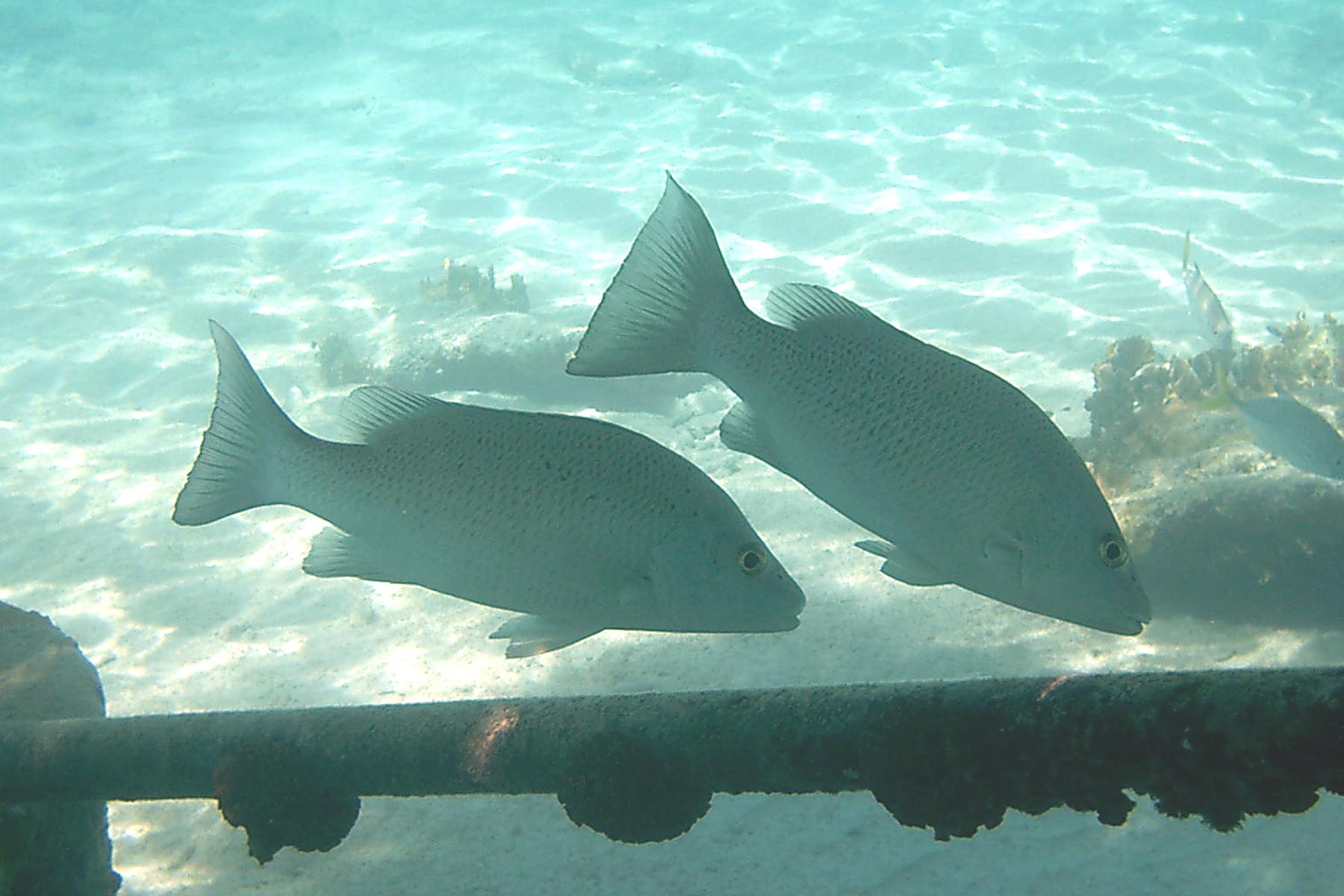 Gray Snapper - Pair