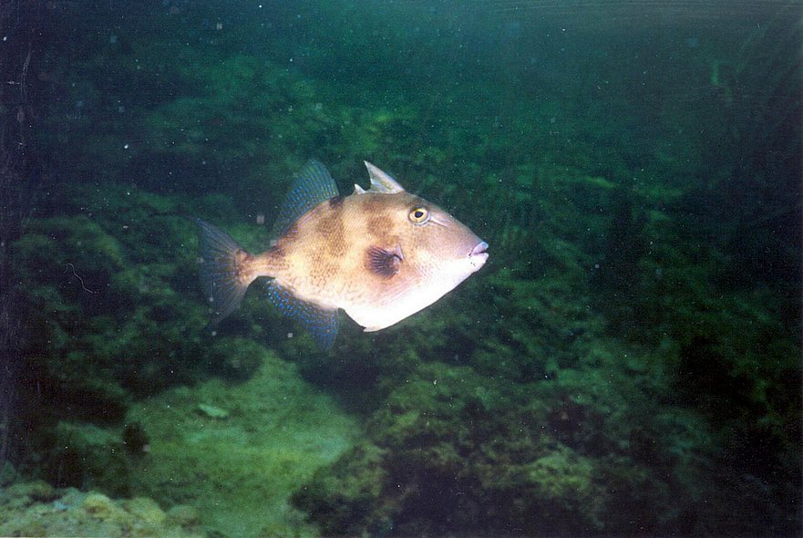 Gray Triggerfish