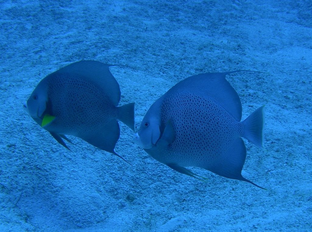 Gray_Angelfish