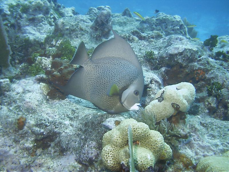 Gray_Angelfish